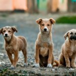 les-deputes-allegent-les-amendes-liees-a-l’alimentation-des-animaux-errants