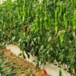 la-reconversion-des-producteurs-de-tomates-stimule-la-culture-de-poivrons-au-maroc